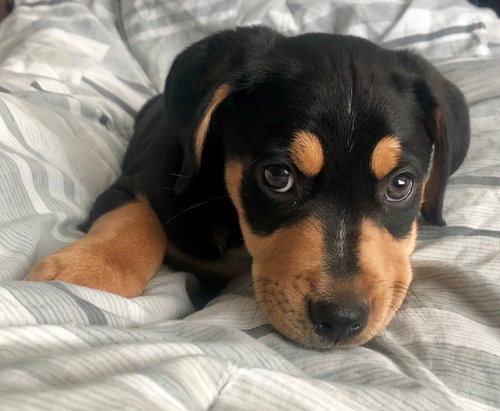 Murphy