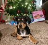 Murphy