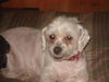 Dolly