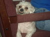 Dolly