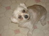 Dolly
