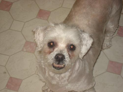 Dolly