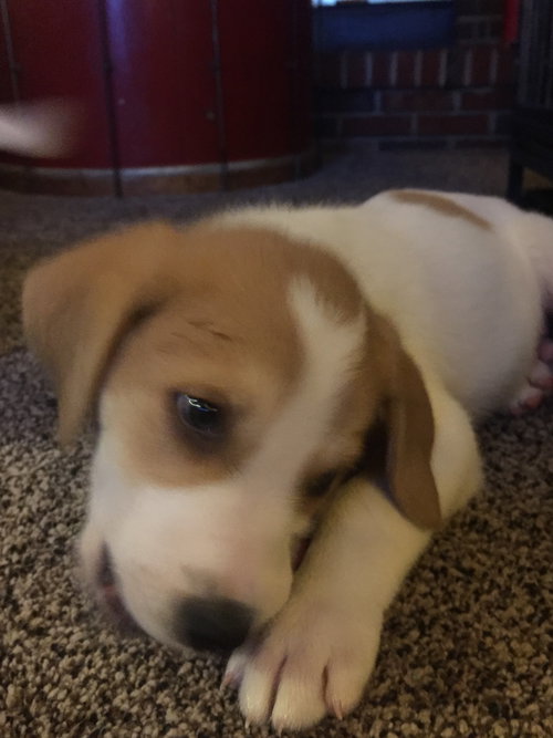 Rufus