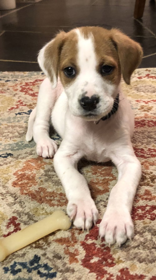 Dottie