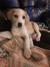 Lilly