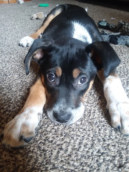 Louie