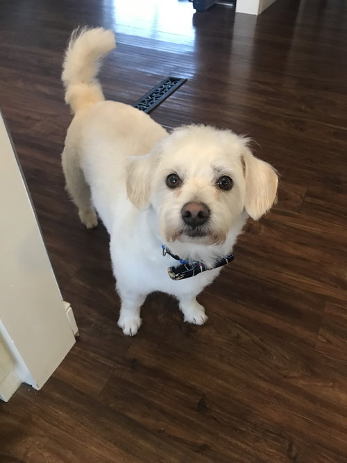 Buddy