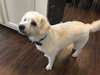 Buddy