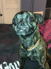 Brody