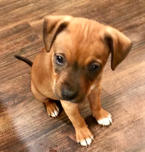 Mogley