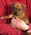 Mogley