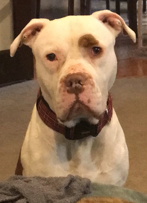 Archie