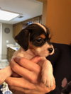 Dottie