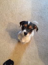Dottie