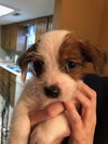 Toby