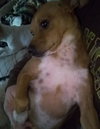 Milo