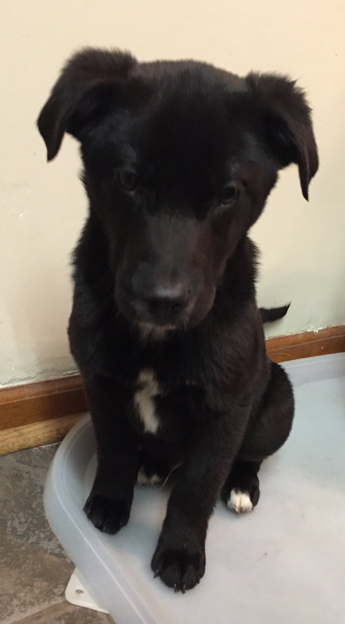 Loki