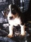 Dolly