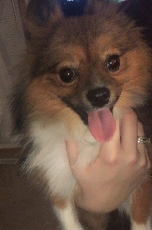 Brutus