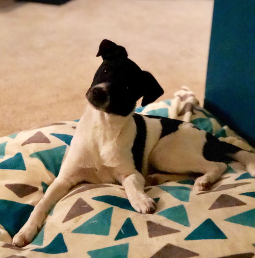 Daphne