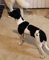 Daphne