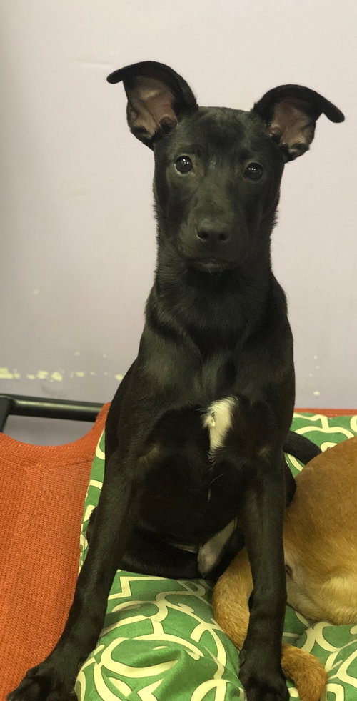 Sirius