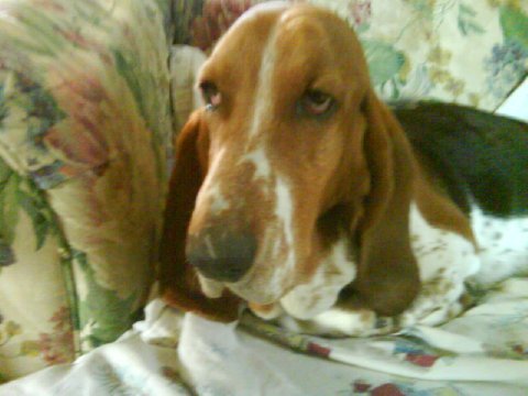 Daisy Mae
