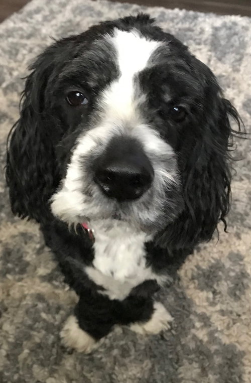 Brady