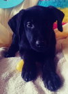 Dopie