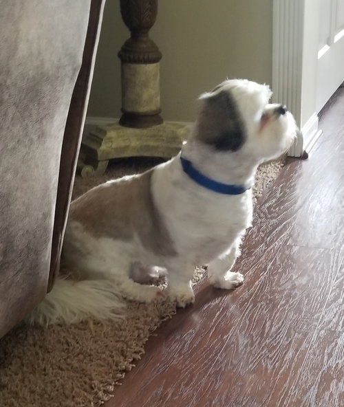 Gizmo