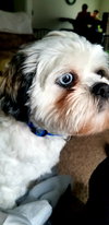 Gizmo