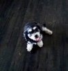 Lilly