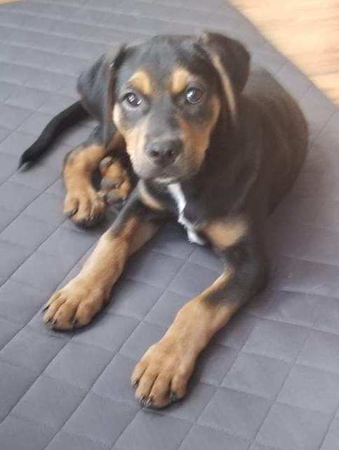 Cooper