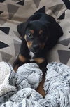 Cooper