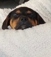 Cooper