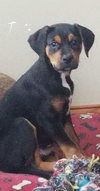 Cooper