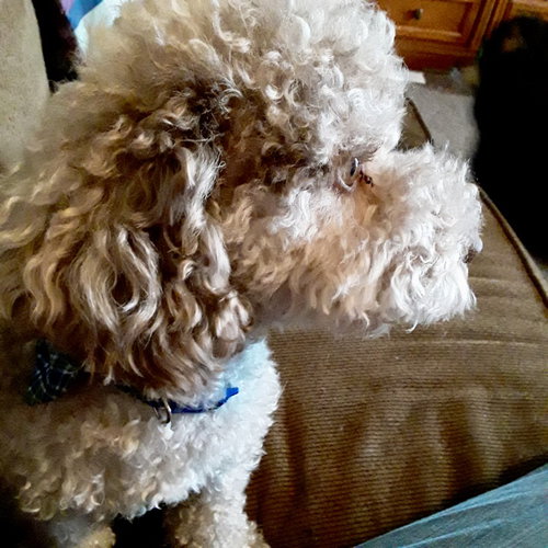 Gus