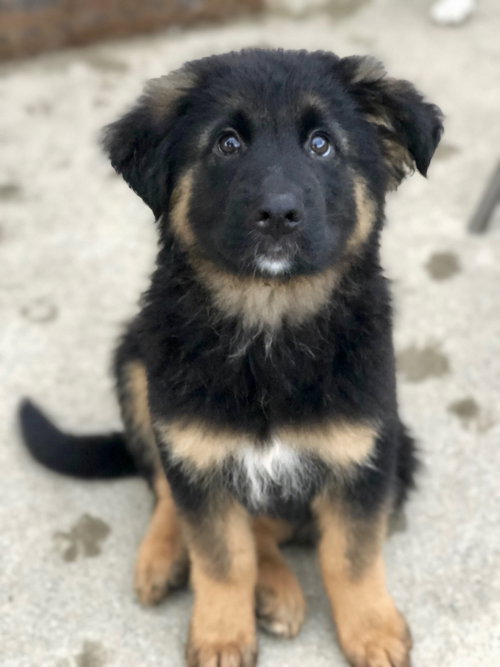 Bruno