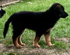 Bruno