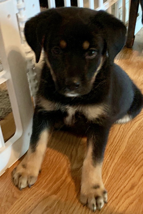 Dixie