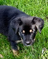 Dixie