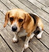 Rosie