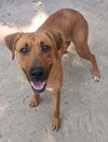 Roxy