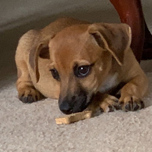 Brownie