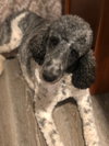 Darby