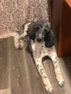 Darby