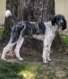 Darby