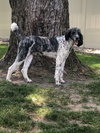 Darby