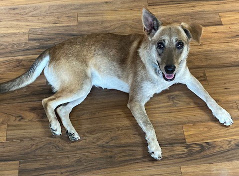 Gracie