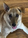 Gracie